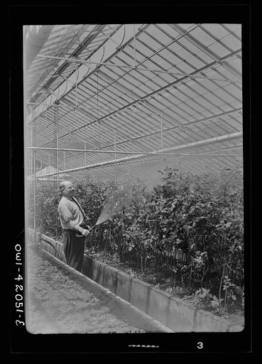 Nick Grillo as a boy in Italy dreamed of America and its opportunity. He saved enough money for boat passage to this country. Today, after twenty-two years, he is one of the world's outstanding floriculturists, developer of the famous "thornless rose", an age-old dream of his craft. Southington, Con