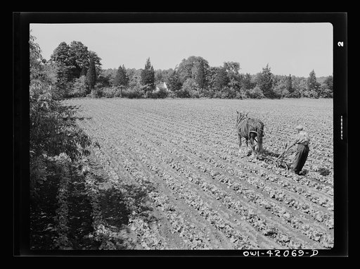 Untitled photo, possibly related to: Southington, Connecticut. Gus Worke ploughing his field of lettuce