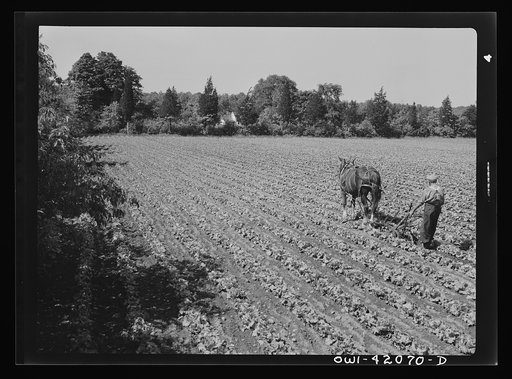 Untitled photo, possibly related to: Southington, Connecticut. Gus Worke ploughing his field of lettuce