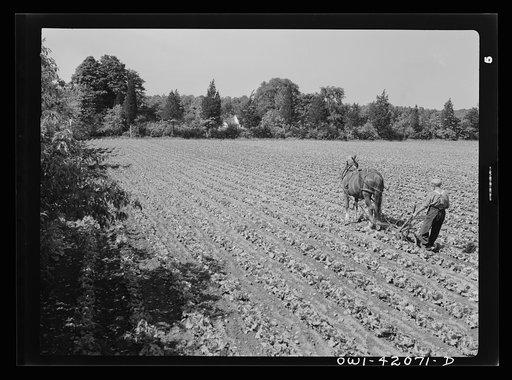 Southington, Connecticut. Gus Worke ploughing his field of lettuce