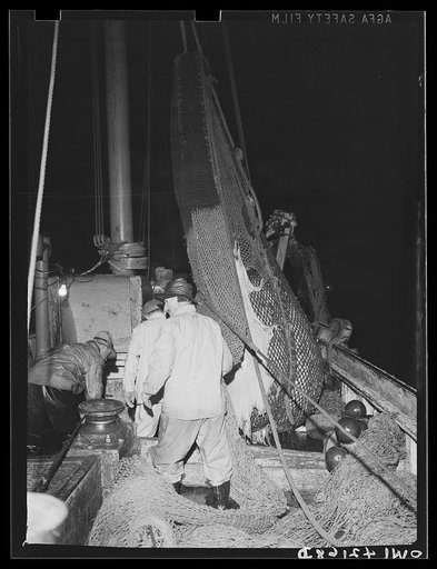 On board a fishing vessel, out from Gloucester, Massachusetts. The so-called "cod end" of the trawl where fish collect as the net is towed along the bottom at speeds varying from two to three knots