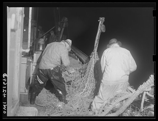 On board a fishing vessel out from Gloucester, Massachusetts. Mending nets. This is probably a portion of the belly of the net and badly torn. Fishermen spend a great deal of time mending nets, usually doing so between calls, mending one net while the other is being towed by the vessel