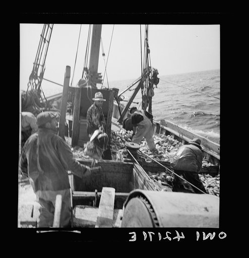 Gloucester, Massachusetts. Striking good fishing grounds, fishermen load their boat with rosefish. Only a thin slice from each side of the rosefish is useable as food. Fish meal and fish oil are made from the remaining parts