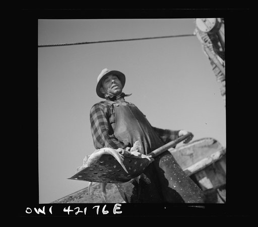 Gloucester, Massachusetts. Man unloading fish with a large shovel