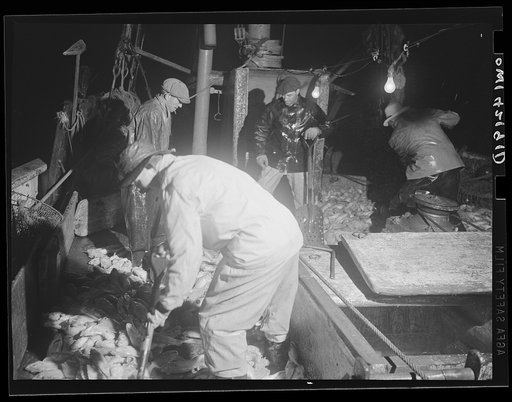 On board a fishing vessel out from Gloucester, Massachusetts. Men shoveling red fish at night