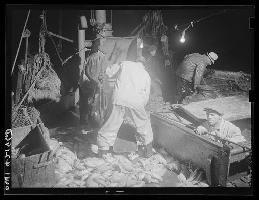 On board a fishing vessel out from Gloucester, Massachusetts. Men shoveling red fish at night