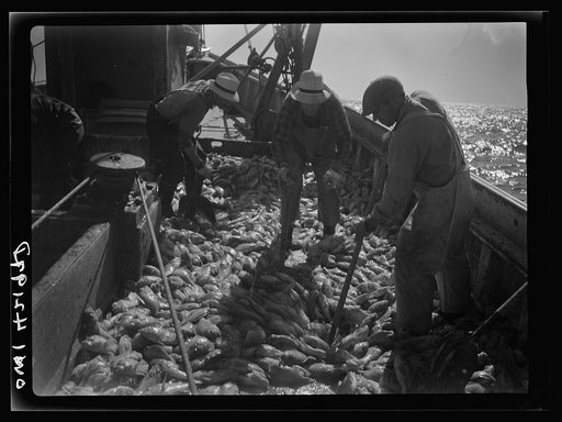 Gloucester, Massachusetts. Striking good fishing grounds, fishermen load their boat with rosefish. Only a thin slice from each side of the rosefish is useable as food. Fish meal and fish oil are made from the remaining parts