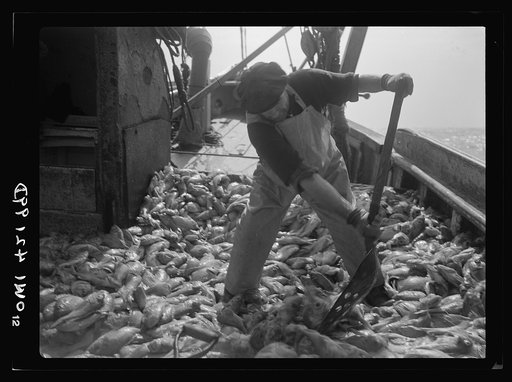 Gloucester, Massachusetts. Immediately after being caught, rosefish are shovled into the hold for packing in ice. Once called "goldfish" because of their brilliant color, the fish are finding a ready market because of their manifold uses--as food for humans, as fish meal and fish oil