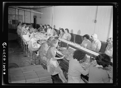 On board a fishing vessel out from Gloucester, Massachusetts. Women in a packing plant candling fish and cutting out a parasite known as Syphirin lumpii