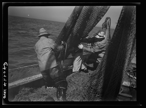 Gloucester, Massachusetts. The crew of "Old Glory"pulls up a sizeable haul of fish. Almost all of this catch will be filleted and frozen for military and lend-lease shipment. Of the total packs in the United States, 60 percent of the salmon and 80 percent of the sardine and mackerel are consumed by 