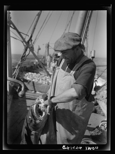 On board a fishing vessel out from Gloucester, Massachusetts. Fisherman with a codfish
