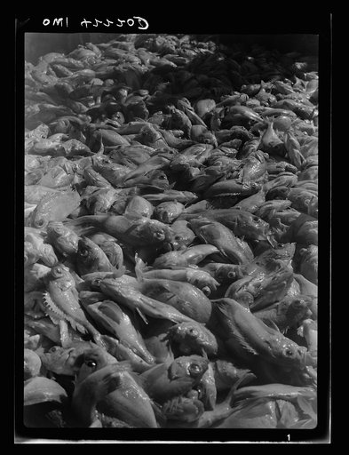 Gloucester, Massachusetts. Decks are covered with tons of rosefish as the "Old Glory" reaches its capacity load. After two and one half days of fishing, a catch of 85,000 pounds has been hauled in