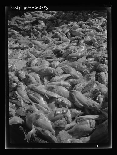 Gloucester, Massachusetts. Decks are covered with tons of rosefish as the "Old Glory" reaches its capacity load. After two and one half days of fishing, a catch of 85,000 pounds has been hauled in