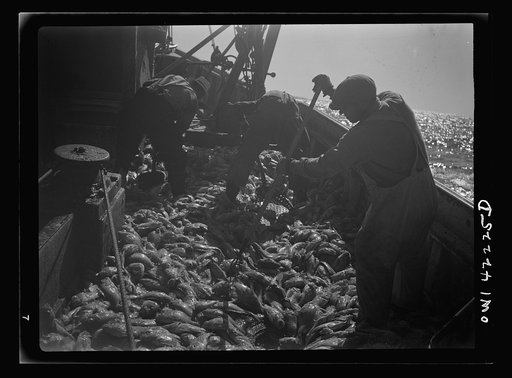 Gloucester, Massachusetts. Immediately after being caught, rosefish are shoveled into the hold for packing in ice. Once called "goldfish" because of their brilliant color, the fish are finding a ready market because of their manifold uses--as food for human, as fish meal and fish oil