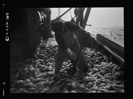 Gloucester, Massachusetts. Immediately after being caught, rosefish are shoveled into the hold for packing in ice. Once called "goldfish" because of their brillant color, the fish are finding a ready market because of their manifold uses--as food for humans, as fish meal and fish oil
