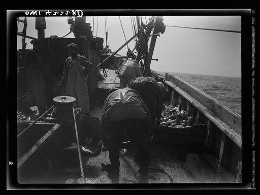 Gloucester, Massachusetts. Striking good fishing grounds, fishermen load their boat with rosefish. Only a thin slice from each side of the rosefish is useable as food. Fish meal and fish oil are made from the remaining parts