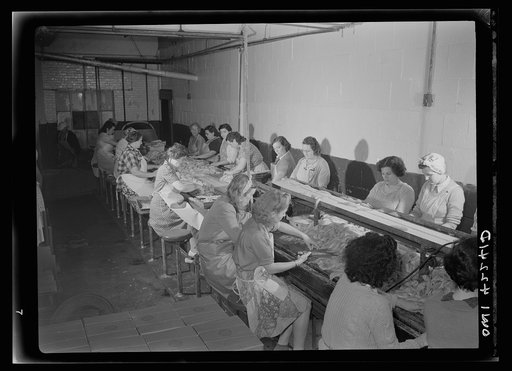 Untitled photo, possibly related to: On board a fishing vessel out from Gloucester, Massachusetts. Women in a packing plant candling fish and cutting out a parasite known as Syphirin lumpii