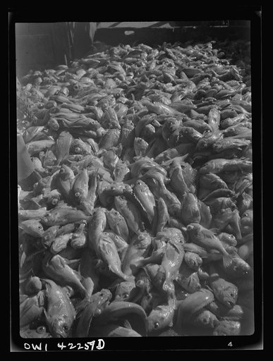 Gloucester, Massachusetts. Deck of Old Glory covered with 85,000 pounds of rosefish