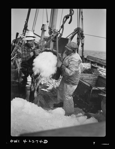Gloucester, Massachusetts. Crew members throw overboard excess ice from "Old Glory's" hold. Fishermen allow a proportion of one ton of ice to three tons of fish. When the catch is unusually large, as on this trip, some ice is removed to make room for the fish