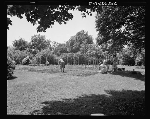 New York, New York. Victory gardening on the Charles Schwab estate