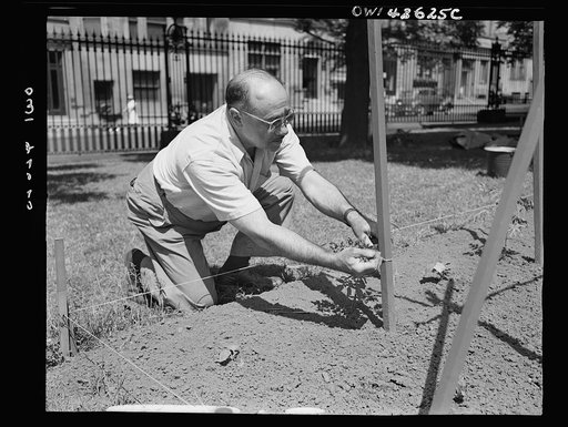 New York, New York. Victory gardening on the Charles Schwab estate