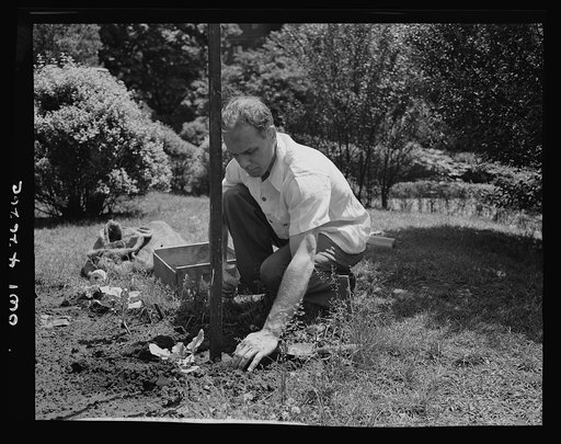 New York, New York. Victory gardening on the Charles Schwab estate