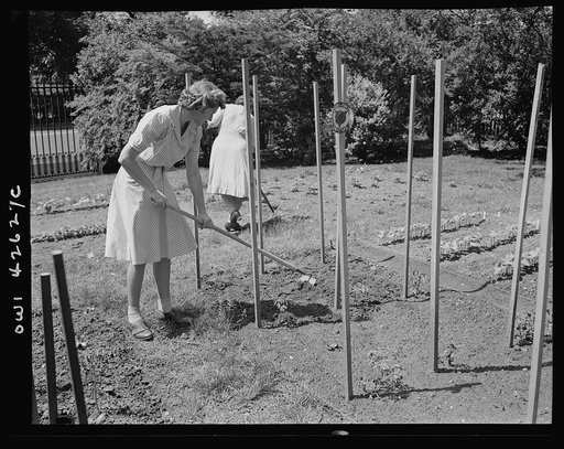 New York, New York. Victory gardening on the Charles Schwab estate
