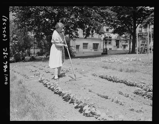 New York, New York. Victory gardening on the Charles Schwab estate