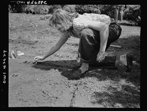 New York, New York. Victory gardening on the Charles Schwab estate