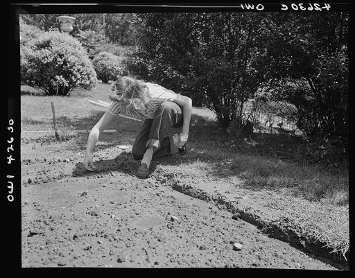 New York, New York. Victory gardening on the Charles Schwab estate