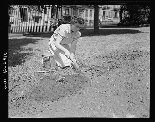 New York, New York. Victory gardening on the Charles Schwab estate