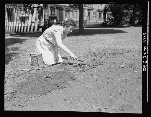 New York, New York. Victory gardening on the Charles Schwab estate