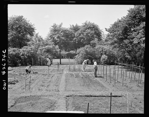 New York, New York. Victory gardening on the Charles Schwab estate