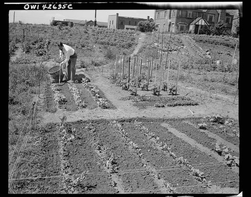 New York, New York. Victory gardening at Forest Hills, Queens