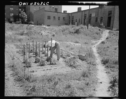 New York, New York. Victory gardening at Forest Hills, Queens