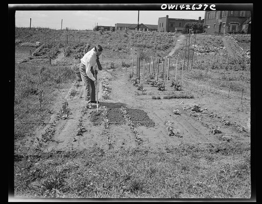 New York, New York. Victory gardening at Forest Hills, Queens