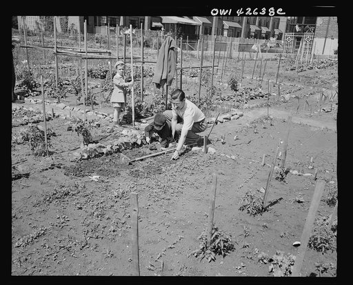 New York, New York. Victory gardening at Forest Hills, Queens
