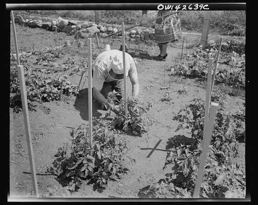 New York, New York. Victory gardening at Forest Hills, Queens