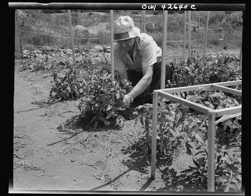 New York, New York. Victory gardening at Forest Hills, Queens
