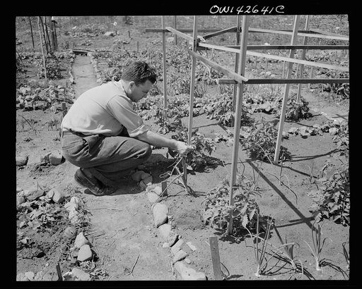 New York, New York. Victory gardening at Forest Hills, Queens