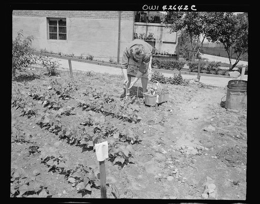 New York, New York. Victory gardening at Forest Hills, Queens
