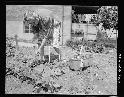 New York, New York. Victory gardening at Forest Hills, Queens
