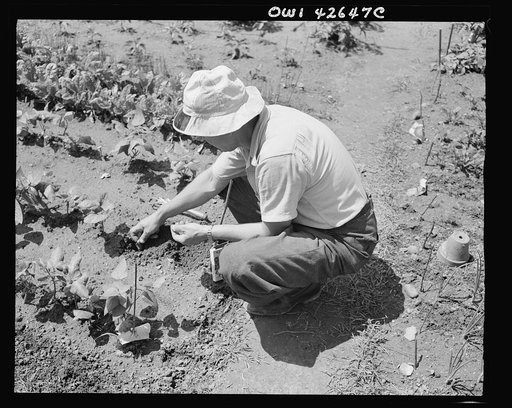 New York, New York. Victory gardening at Forest Hills, Queens