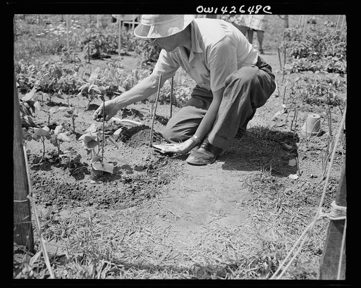 New York, New York. Victory gardening at Forest Hills, Queens