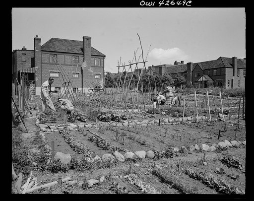 New York, New York. Victory gardening at Forest Hills, Queens