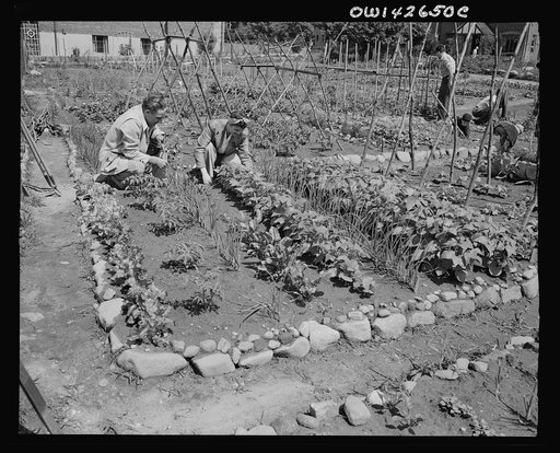 New York, New York. Victory gardening at Forest Hills, Queens