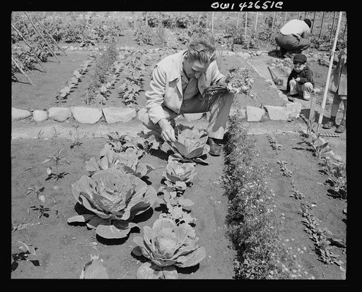 New York, New York. Victory gardening at Forest Hills, Queens