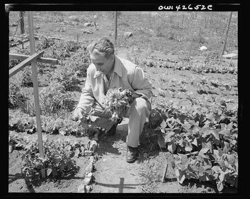 New York, New York. Victory gardening at Forest Hills, Queens
