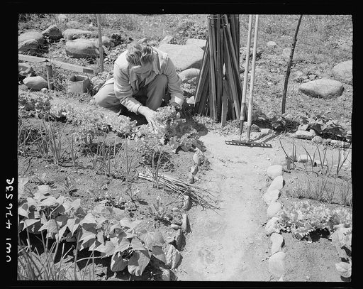 New York, New York. Victory gardening at Forest Hills, Queens