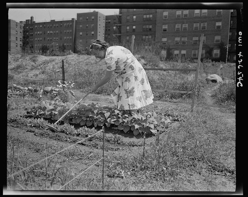 New York, New York. Victory gardening at Forest Hills, Queens